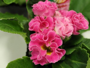 バラ咲きプリムラ2