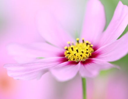 花と緑の魅力を存分に『おもてなし』の心で推進する。新潟中央卸売市場 株式会社新花です。