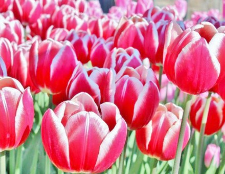 花と緑の魅力を存分に『おもてなし』の心で推進する。新潟中央卸売市場 株式会社新花です。