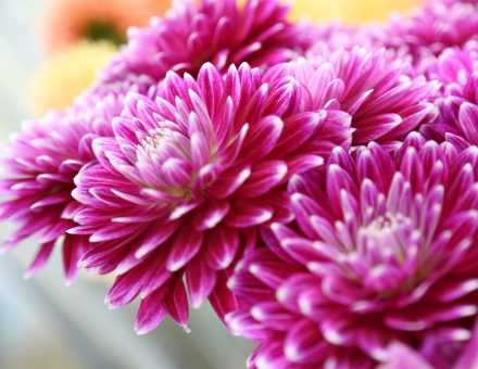 花と緑の魅力を存分に『おもてなし』の心で推進する。新潟中央卸売市場 株式会社新花です。