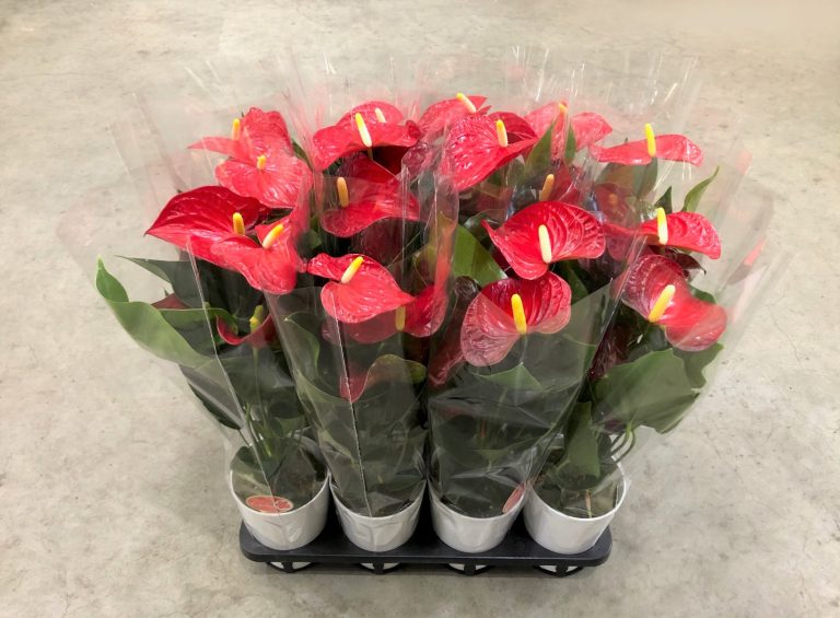 鉢物産地情報 2023.4.10~ | 新潟中央卸売市場 株式会社 新花